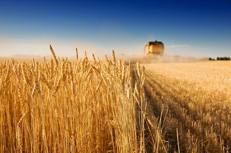 Вениамин Кондратьев: «Нулевая ставка НДС на реализацию семян отечественной селекции поддержит агропромышленный комплекс края»