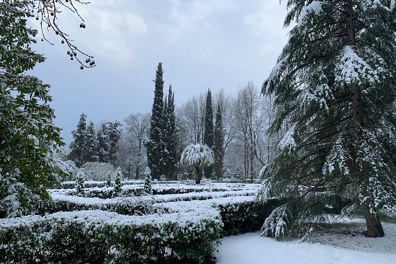 Рабочие сбивают снег с растений в парке «Южные культуры»