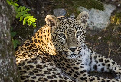 Сочинскую семью леопардов выпустили в дикую природу Северной Осетии