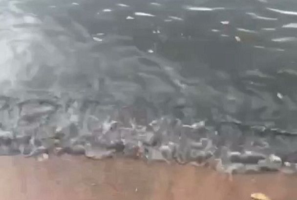 Ливневка или шторм. Туристов напугала черная вода в море у пляжа в Геленджике