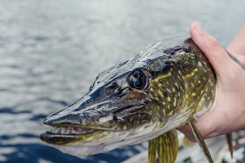 В Краснодарском крае задержали браконьеров за рыбалку на 33 тыс. рублей
