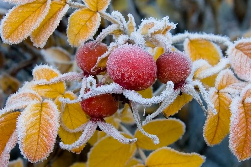В Краснодарском крае ожидаются заморозки в ночные часы до трех градусов мороза
