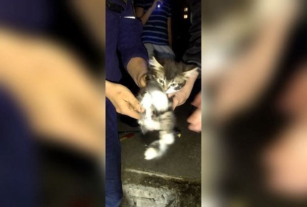 В Новороссийске спасатели помогли котенку, застрявшему в ливневке