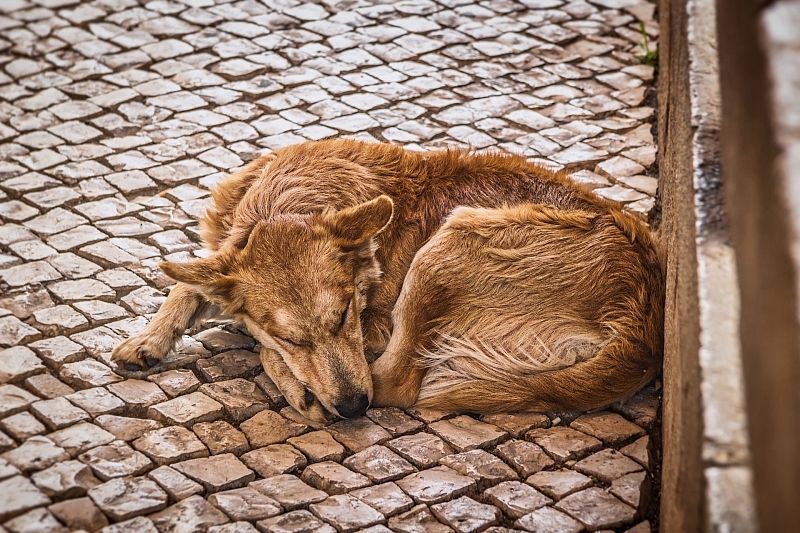 Краснодарский край занял второе место в России по числу бездомных собак