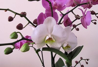 Кладу кубик льда в горшок с орхидеей и получаю пышное цветение круглый год