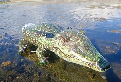 Пассажиров аэропорта Сочи напугал крокодил
