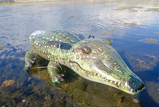 Пассажиров аэропорта Сочи напугал крокодил