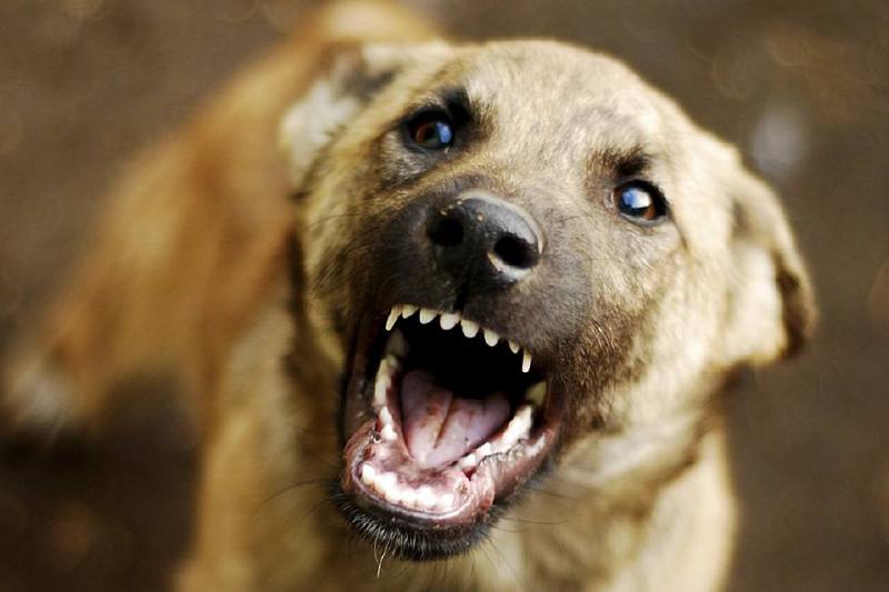 В Ростовской области бездомные собаки покусали 5-летнего ребёнка