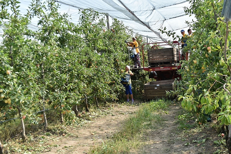 В Краснодарском крае с начала года собрано более 8,8 тысячи тонн фруктов и ягод
