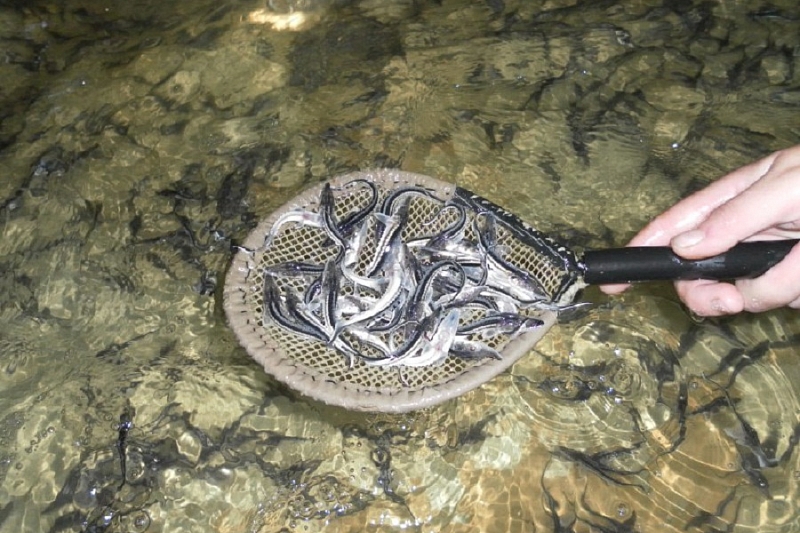 В реку Кубань вновь выпустили рыбу разновозрастных осетровых