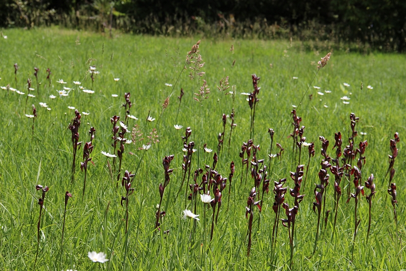 В Сочи обнаружили поляну с редчайшими орхидеями