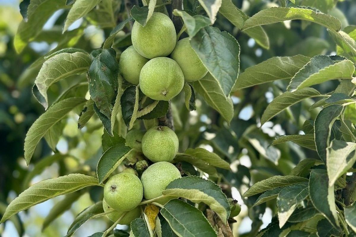 Мельче, чем у соседки: почему яблоки не вырастают до ожидаемых размеров