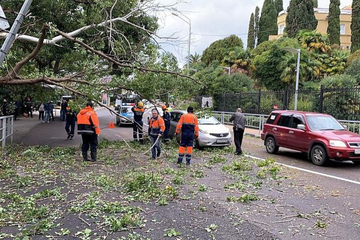 В Сочи устраняют последствия сильного ветра