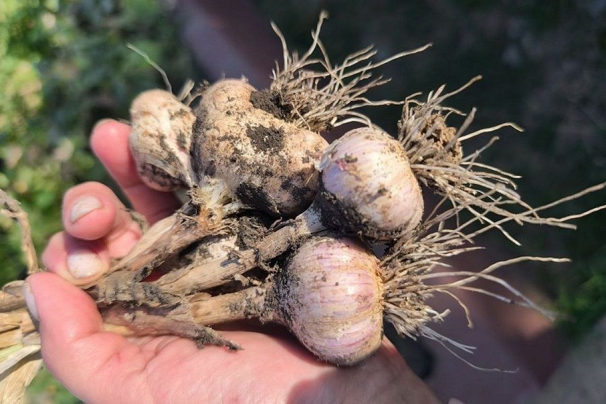 Головка с кулак: метод, который применяли наши бабушки для получения крупного чеснока