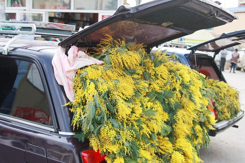 Сезон мимозы: на границе в Сочи таможенники оформляют в сутки до 1,5 тонны цветов