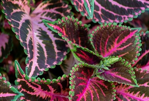 Колеус не любит север: как правильно ухаживать за этим удивительным растением с безумно яркими листьями
