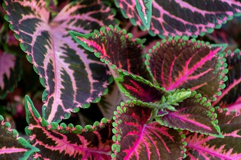Колеус не любит север: как правильно ухаживать за этим удивительным растением с безумно яркими листьями