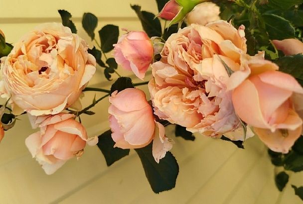 Японские розы: главная фишка вашего сада, которая сбивает с ног своим ароматом