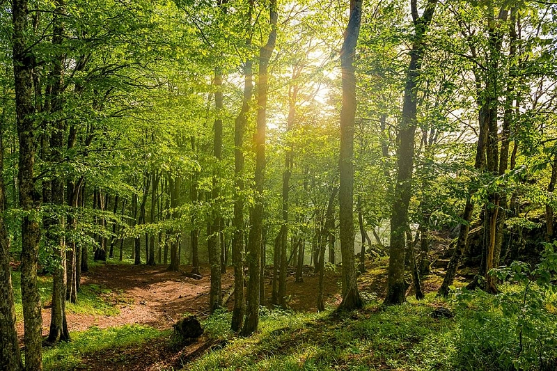 Для защиты лесного фонда Краснодарского края в генпланы 8 муниципалитетов внесут изменения