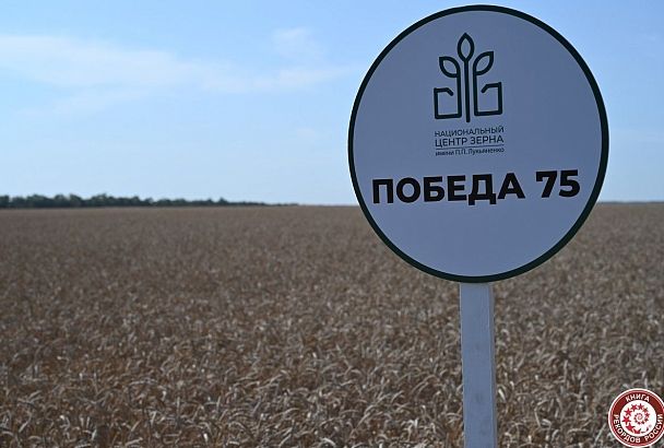 Рекорд России по самой высокой урожайности озимой пшеницы зафиксирован в Краснодарском крае 