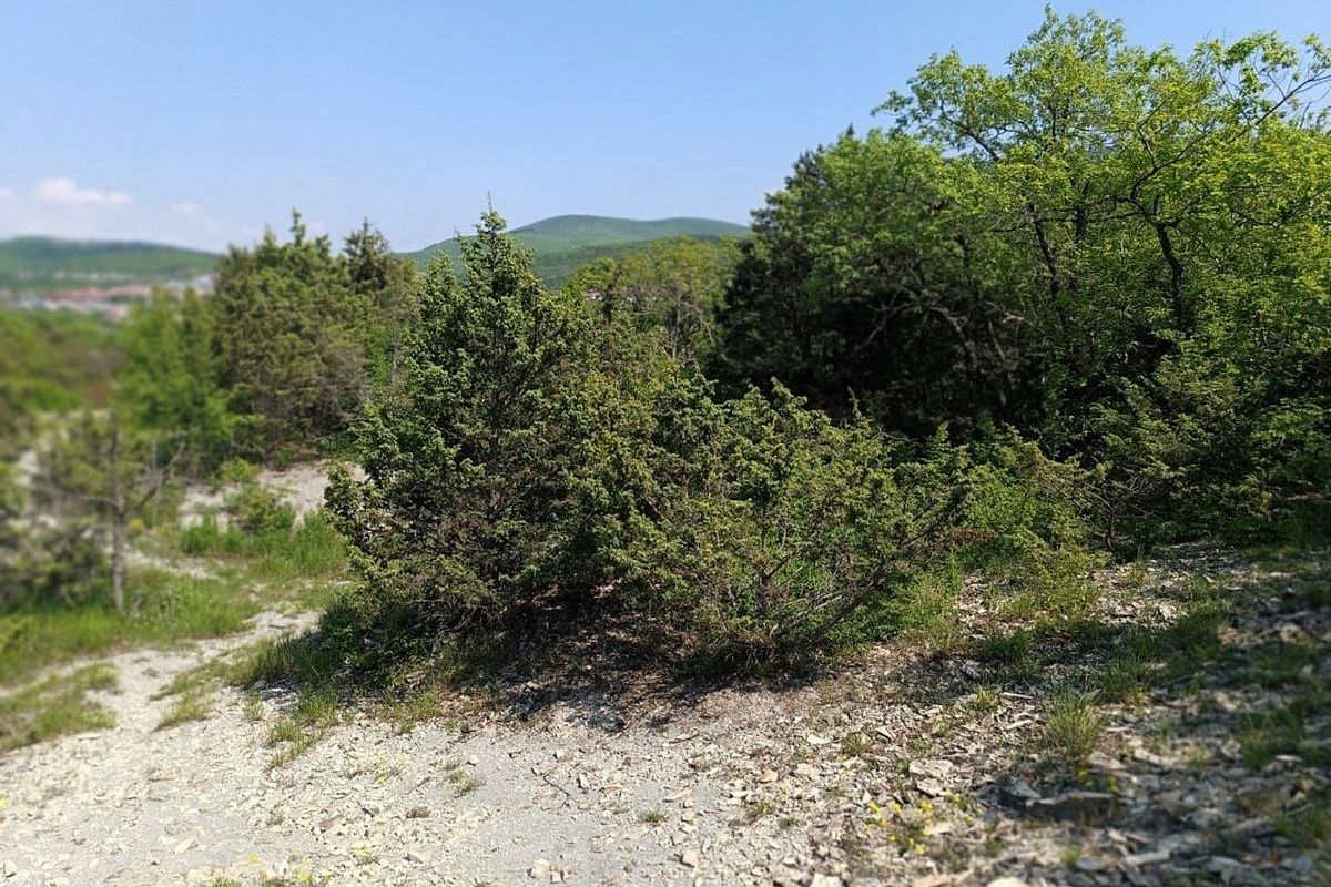 Можжевеловое редколесье под Новороссийском стало особо охраняемой природной территорией