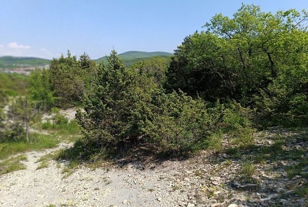 Можжевеловое редколесье под Новороссийском стало особо охраняемой природной территорией