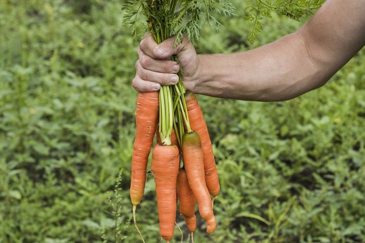 Войди в сумрак: топ-5 культур, которые прекрасно себя чувствуют в тени