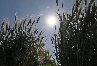 В 2022 году в Краснодарском крае планируют собрать около 12 млн тонн зерна