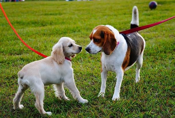 В парках Краснодара хотят создать площадки для выгула собак