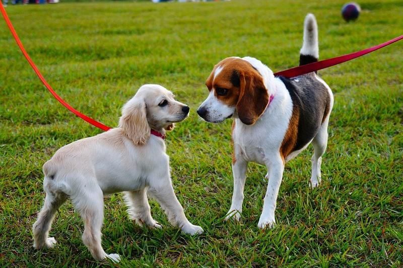 В парках Краснодара хотят создать площадки для выгула собак