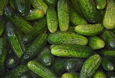 Минимум ухода, максимум урожая: вот топовые гибриды огурцов на сезон 2026