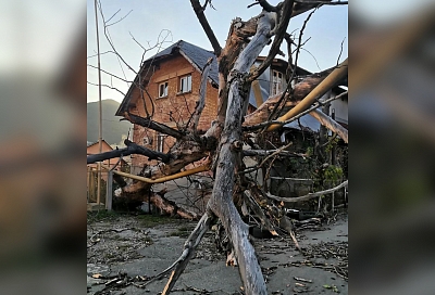 В Туапсе упавшее дерево повредило провода и газовую трубу