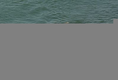 Сочи возглавил топ-10 популярных направлений для поездок с питомцами в апреле