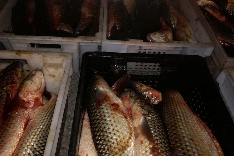 В Краснодарском крае задержали бизнесменов-браконьеров за незаконную рыбалку