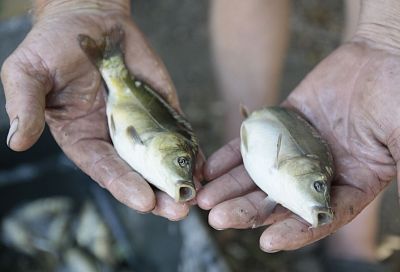 Товарная рыбка из своего пруда: как кубанский агросектор уловами прирастает