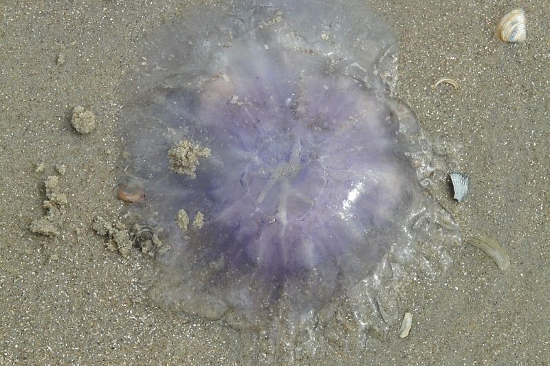 Ученые рассказали, как спрогнозировать «нашествие» медуз в Черном море