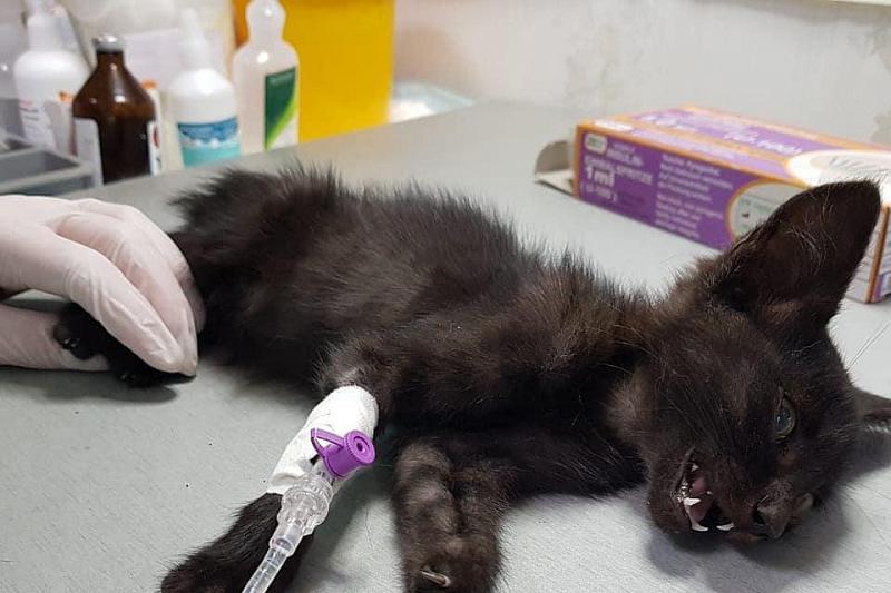 В Краснодаре полиция ищет мальчика, убившего котенка возле приюта для бездомных животных