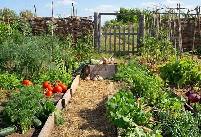 Огород без вредителей: горчица, лук, чеснок и… молоко от тли до медведки 