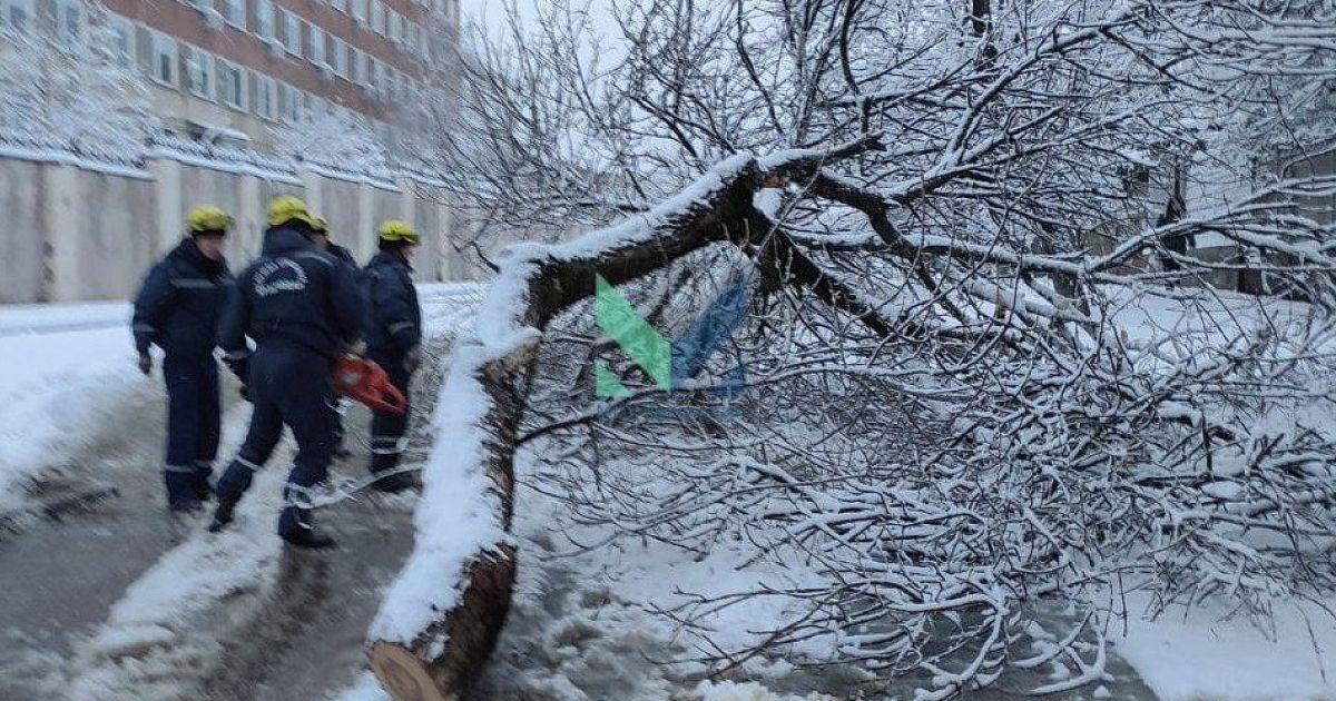 Можно пилить упавшие деревья