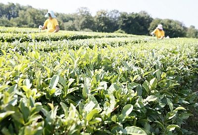 В 2021 году в Краснодарском крае собрали около 400 тонн чайного листа