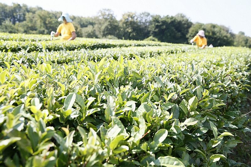 В 2021 году в Краснодарском крае собрали около 400 тонн чайного листа