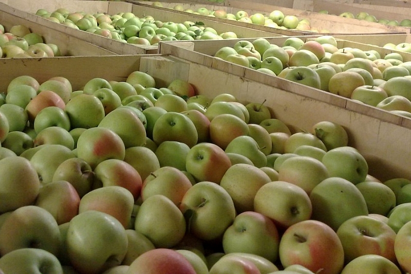 В Краснодарском крае построено фруктохранилище на 9 тысяч тонн
