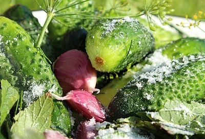 Мариную огурцы за ночь по рецепту Юлии Высоцкой: никакой варки, только хруст и аромат — летние заготовки для занятых