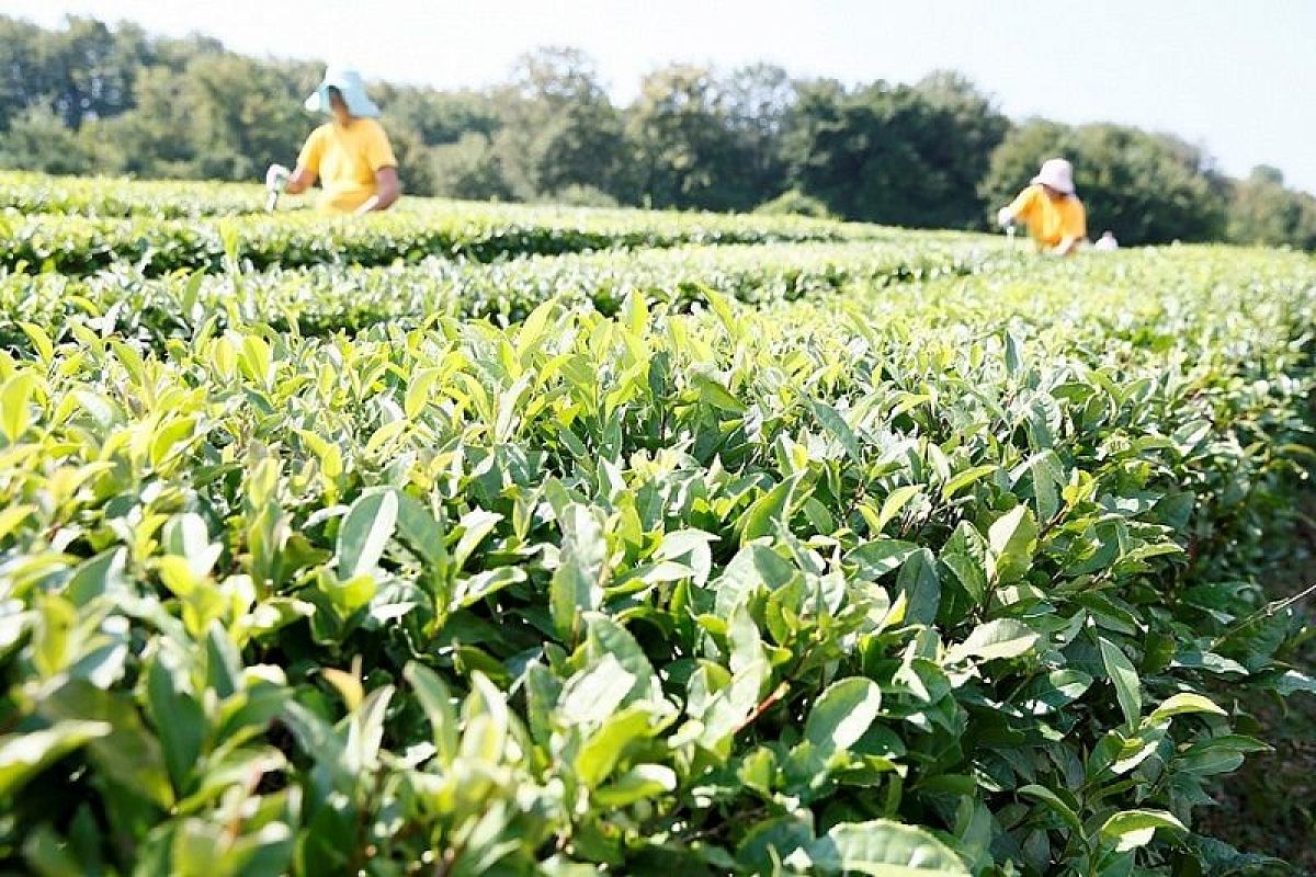 Кубанские чаеводы получили золотую медаль на международной продуктовой выставке 