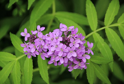 Клумба с запахом торта: аромат ванили в саду обеспечит гелиотроп