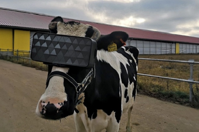 На подмосковной ферме на коров надели VR-очки 
