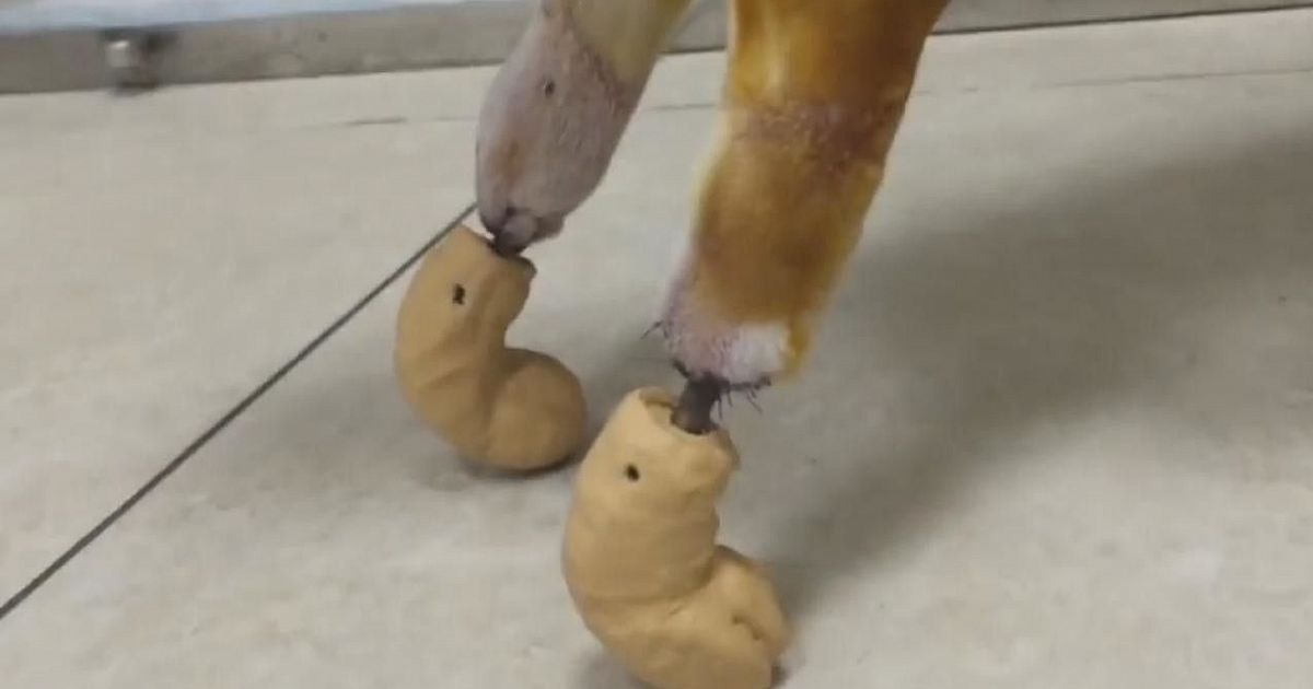 поставь 2 лап. кошачьи пятки. отпечаток собачьей лапы тату. след собаки. татуировка отпечаток лапы.