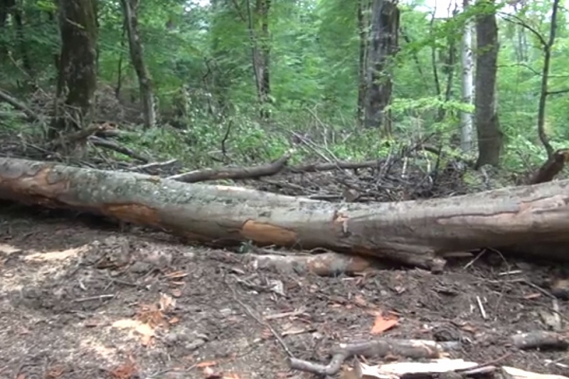 Житель Краснодарского края вырубил 4 дерева на 1 млн рублей. Возбуждено уголовное дело