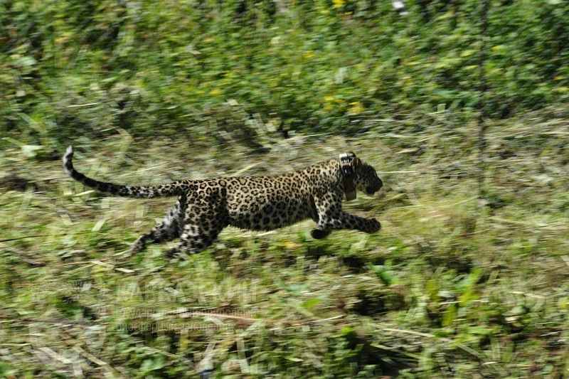 В Кавказском заповеднике погибла самка леопарда, выпущенная в августе