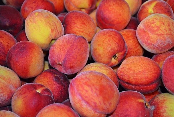 Более 15 тонн зараженных насекомыми персиков из Турции забраковали в порту Новороссийска